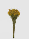 Flores de Solidago Preservadas-Artiflora